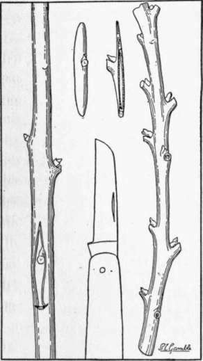 Fig. 3. Shield budding the avocado. On the left, a bud properly inserted; above the knife blade, two buds of proper size and shape ; and on the right, bud wood with good