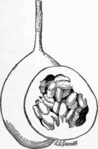 Fig. 30. The sweet granadilla (Passiflora lig ularis), one of the best flavored fruits of its genus. (X1/3)