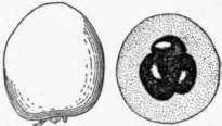 Fig. 32. The Premier loquat, of California origin which has been planted commercially. (X 1/3)