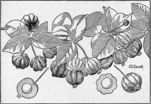 Fig. 37. The pitanga (Eugenia uniflora), an excellent fruit from Brazil which should be more extensively cultivated in tropical and subtropical regions. (X |)