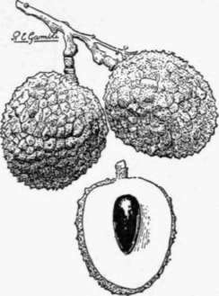 Fig. 42. Fruits of a good variety of the litchi. Kinds which are altogether seedless have been reported, but in the best known sorts the seed is about the size of the one here shown. (X J)