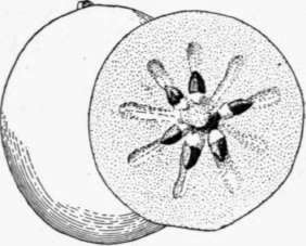 Fig. 45. The star apple (Chryso phyllum Cainito), a popular fruit in Cuba. It is green or purple in color, and the flesh is melting, sweet, and pleasantly flavored. (X about 1/2)