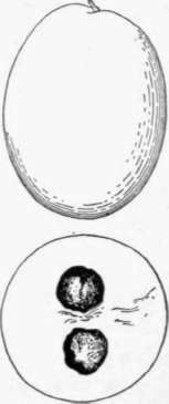 Fig. 46. The abiu (Pouteria Caimito), one of the best of the sapotaceous fruits. It is cultivated in Peru and Brazil, rarely elsewhere. The skin is yellow, the flesh whitish, melting, and sweet. (X 1/2)