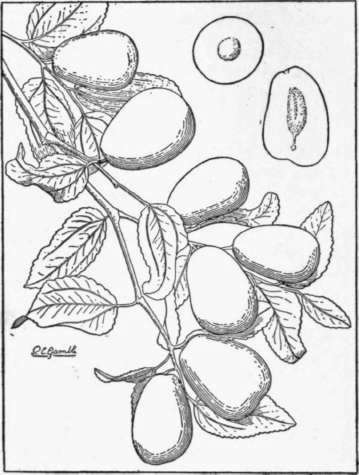 Fig. 50. The lang tsao, or melting jujube (Ziziphus Jujuba), from the Province of Shensi, China, now grown in California. The Chinese varieties of the jujube are better than those of other countries. (X 3)