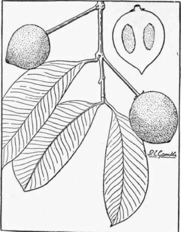 Fig. 51. The bakupari (Rheedia brasilien sis), a Brazilian relative of the mangosteen. The skin is yellow, and the white pulp subacid and spicy in flavor. (X 1/2)
