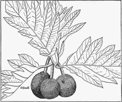 Fig. 52. The breadfruit (Artocarpus communis) is one of the staple foodstuffs of the Polynesians. It is cultivated on a limited scale in tropical America, where it was introduced toward the end of the eighteenth century. (X about 1/7)
