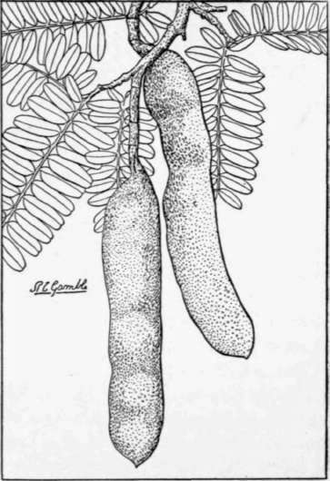 Fig. 56. The tamarind (Tamarindus in dica), a leguminous fruit tree whose brown pods contain an acid pulp used in cooking, and to prepare refreshing drinks. (X 1/2)