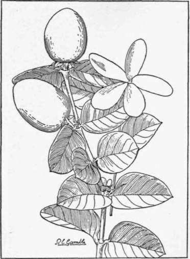 Fig. 57. The carissa (Carissa grandiflora) is a handsome shrub from South Africa, with fragrant white flowers and scarlet fruits whose flavor suggests raspberries. (X 1/2)