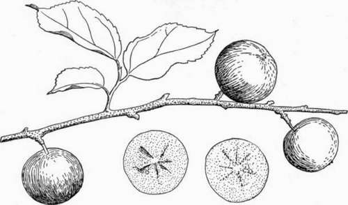 Fig. 58. The ramontchi (Flacourtia Ramontchi), often called governor's plum, comes from Madagascar. Its maroon colored fruits, of subacid flavor, are valued principally for making preserves. (X 3/5)