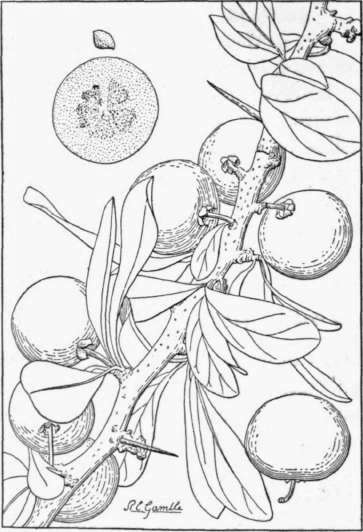 Fig. 59. The umkokolo or kei apple (Dovyalis caffra) is a large thorny shrub from South Africa, excellent for hedges. (X 1/2)