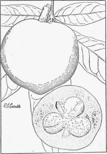 Fig. 60. The white sapote (Casimiroa edulis), a common fruit of the Mexican and Central American highlands, is now grown in California and Florida. (X 1/2)