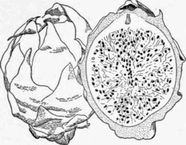 Fig. 61. The pitaya (Hylocereus undatus) is widely cultivated in the American tropics. Its bright rose colored fruits contain white translucent pulp of pleasant taste ; they are produced by a climbing cactus which bears handsome night blooming flowers. (X 1/3)