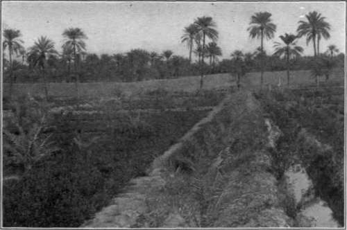 Plate IX. Upper, the home of the Fardh date; lower, in the date gardens of Basrah.