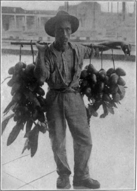 Plate V. Left, inflorescence of the Alphonse mango; right, a Cuban mango vender.