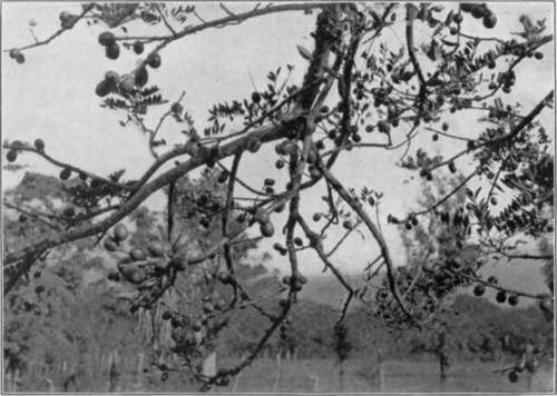 Plate VII. Red mombins on the tree.