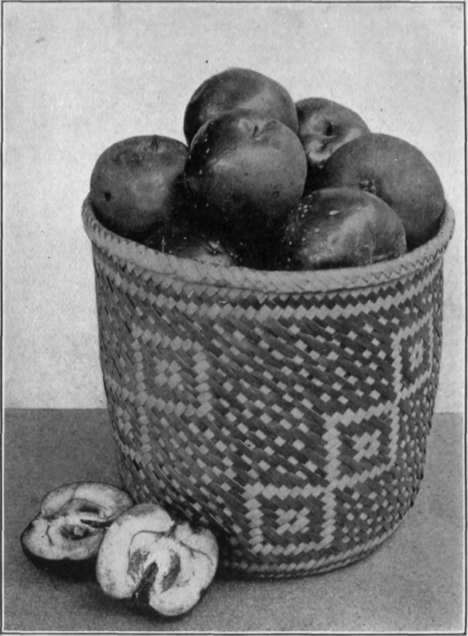 Plate XIII. Left, the wild cherry of Central America (Prunus salicifolia); right, the manzanilla (Cratoegus stipulosa).