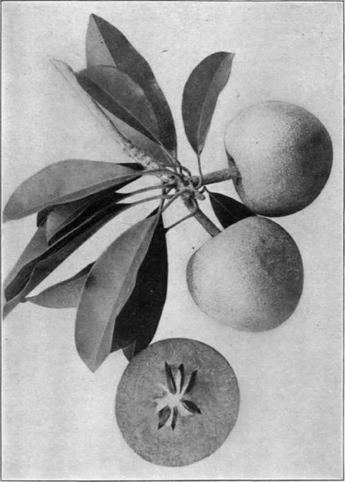 Plate XIX. The sapodilla (Achras Sapota).