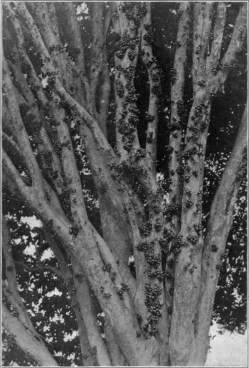 Plate XV. A fruiting jaboticaba tree.