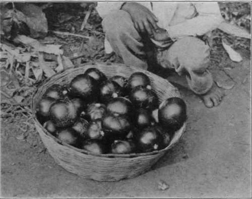 Plate XX. Upper, the rambutan and other fruits; lower, a basket of green sapotes.