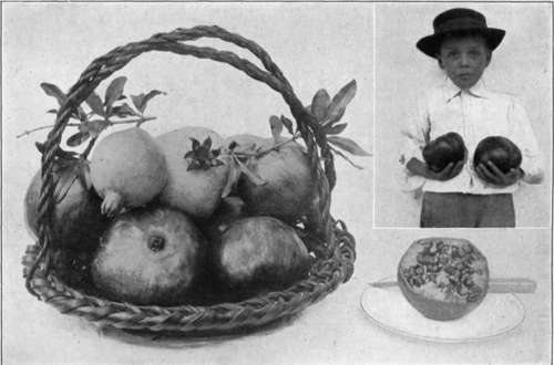 Plate XXII. A basket of pomegranates; right upper corner, the black sapote.