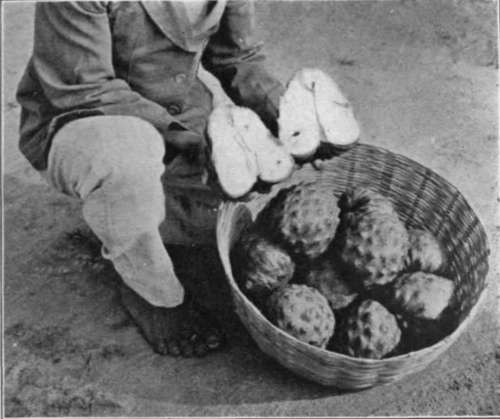 The-Cherimoya-Plate-VIII-Annona-Cherimola