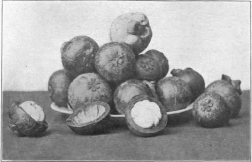The Mangosteen Plate XXIV Garcinia Mangostana L 95