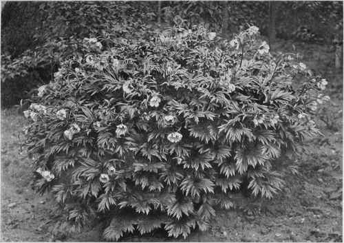 A Modern Tree Paeony. Paeonia Veitchii.