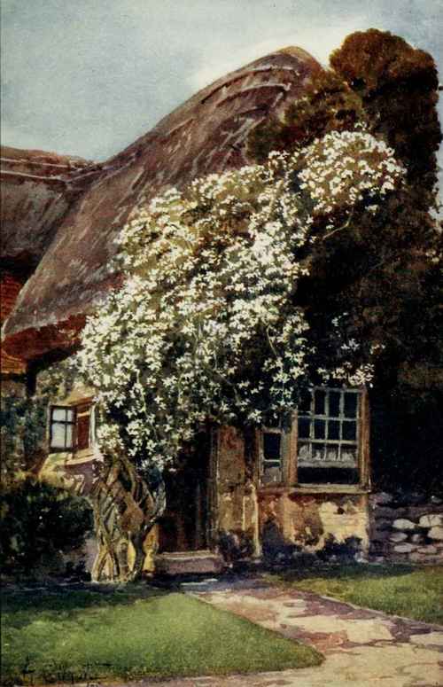 Clematis Montana is a truly charming plant for a wall, arch or arbour. Painted by A. C. Wyatt.
