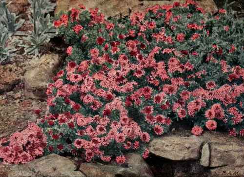 The Three Best Daphnes, Blagayana, Cneorum, And Mezereum Are All Suitable For The Rock Garden. Colour photo of D. Cneorum by R. A. Malby.