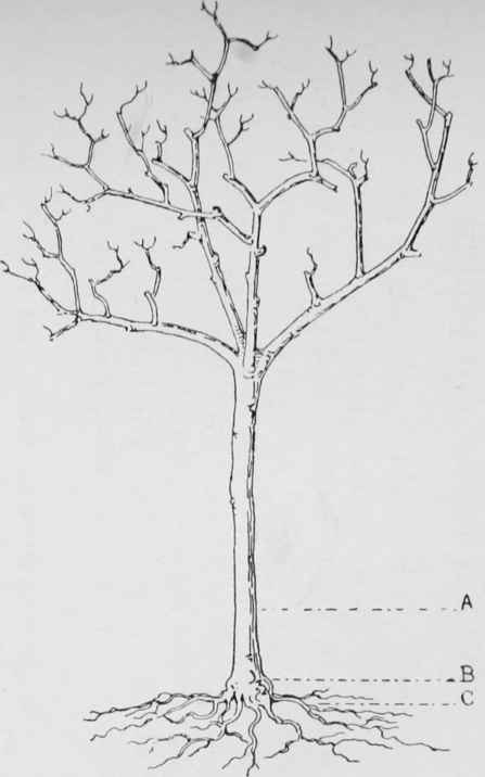 Depth of planting trees. If planted up to A it would be too deep, if at C too shallow. B shows the right point of covering, that is, just above the top roots.
