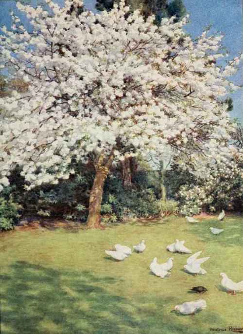 We can obtain beautiful pictures in the garden. The Double White Cherry, Prunus serrulata. Painted by Beatrice Parsons.
