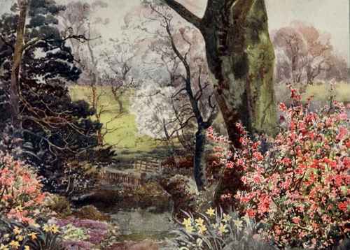 The flowering currants are among the earliest shrubs to bloom. Painted by A. C. Wyatt.
