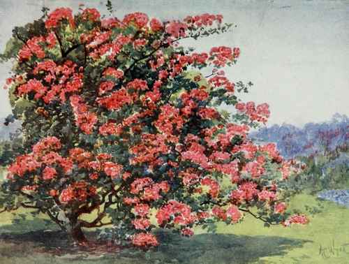 The Sparkling Garniture Of Spiked Thorns. Painted by A. C. Wyatt.