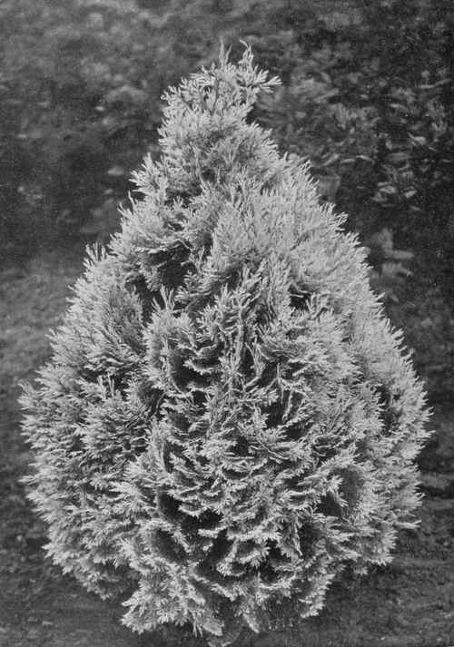 The Golden Cypress. Cupressus Lawsoniana lutea. For description see Chapter 17. Photo by R. A. Malby.
