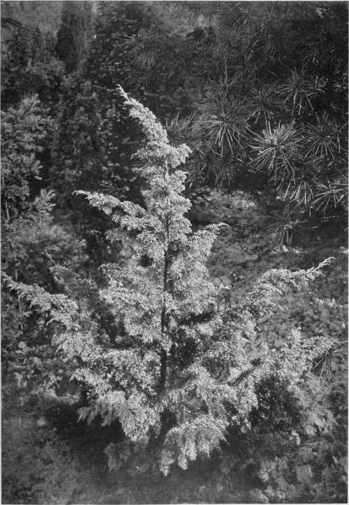 The Golden Japanese Juniper. Juniperus japonica aurea. For description see Chapter 17. Photo by R. A. Malby.