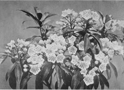 A pearl of late spring. Kalmia latifolia. Photo by F. Mason Good.