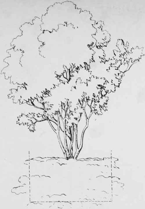 Lifting Evergreen Shrubs. The dotted lines show how a large