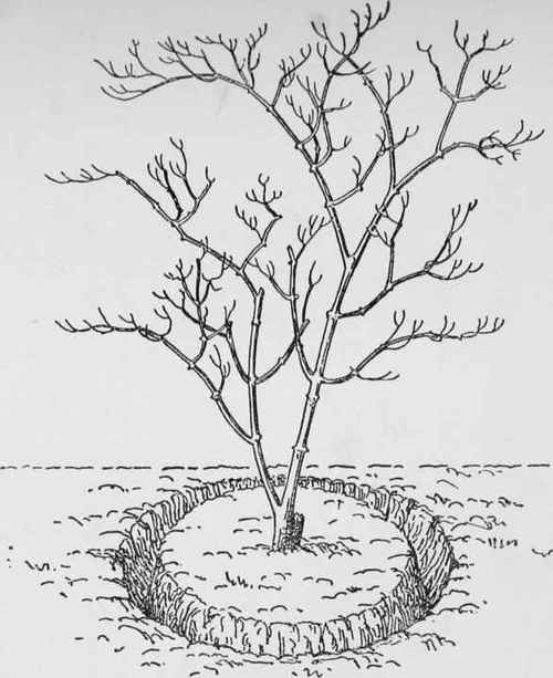 Lifting Shrubs. Shows how a trench is cut all round the shrub with a spade at the outset.