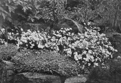 Linum Arboreum. A Beautiful And Useful Shrub For The Rock Garden. Photo by P. A. Malby.