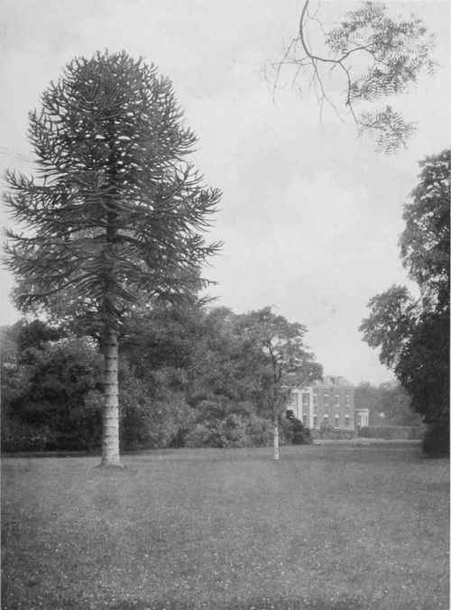 The Monkey Puzzle On An Expanse Of Turf. Araucaria imbricata at Hinsley Park. For description see Chapter 17. Photo by F. Mason Good.