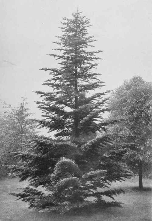 The Short-Leaved, Silver-Lined Fir. Abies brachyphylla. For description see Chapter 17. Photo by R. A. Malby.