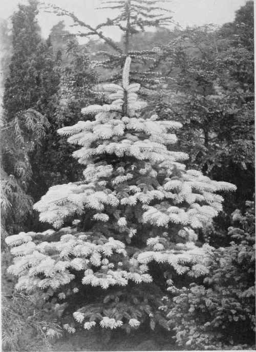 The Silver-Frosted Garden Fir. Picea pungens glauca. For description see Chapter 17. Photo by R. A. Malby.