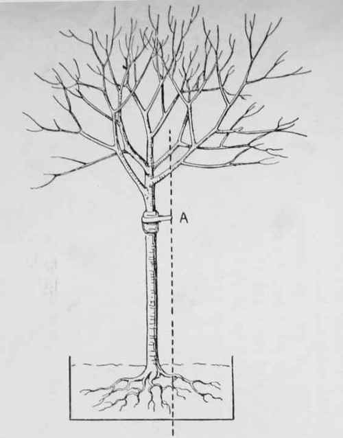 Staking standard trees. The heavy bars show the outline of the hole. The vertical dotted line represents the stake put in with the tree, and driven down into the subsoil to insure a firm hold. The stem of the tree is protected at the ligature A.