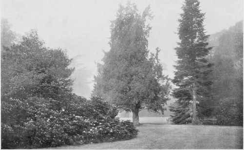 Tree Beauty On The Lawn When The Early Morning Mists Depart. Photo by R. A. Malby.