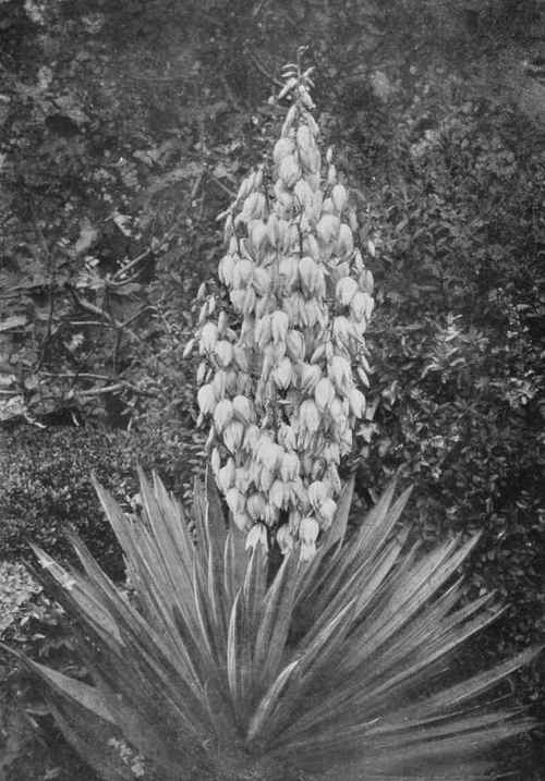 At peace with time. A Yucca blooming after forty years growth. For description see Chapters 16. and 19. Photo by F. Mason Good.