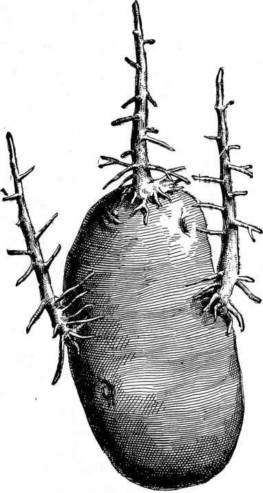Fig. 67. A Bad Set Potato.