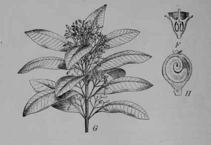 Fig. 123. Allspice (Pimento officinalis, Myrtle Family, Myrtaceoe). G, flowering branch. E, flower, lower part cut vertically. H, fruit, cut vertically, showing but one seed developed and this with a curved embryo which nearly fills the fruit, in the wall of which are numerous minute volatile oil cavities. (Niedenzu.) Tree 10 m. or more in height with leathery aromatic leaves black dotted beneath; flowers white; fruit fleshy, containing one or two seeds. Native to the West Indies and Central America, where they are often planted in rows called pimento walks.