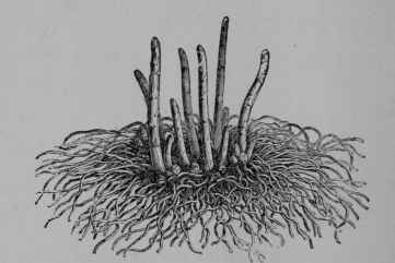 Fig. 62, I. Asparagus (Asparagus officinalis, Lily Family, Liliaceoe).