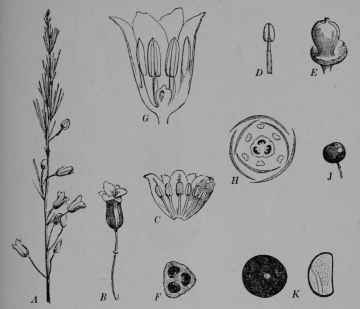 Fig. 62, II. Asparagus. A, upper part of a flowering branch.
