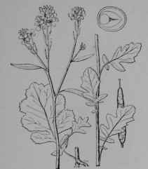 Fig. 127. Black Mustard (Brassica nigra, Mustard Family, Cruciferoe). Plant in flower and fruit, reduced. Pod. Seed, cut across showing the embryo with seed leaves folded around the seed stem, enlarged. (Britton and Brown.) Annual, sometimes attaining a height of over 2 m.; leaves becoming smooth; flowers bright yellow; pods smooth; seeds dark brown. Native home, north temperate regions of Old World.